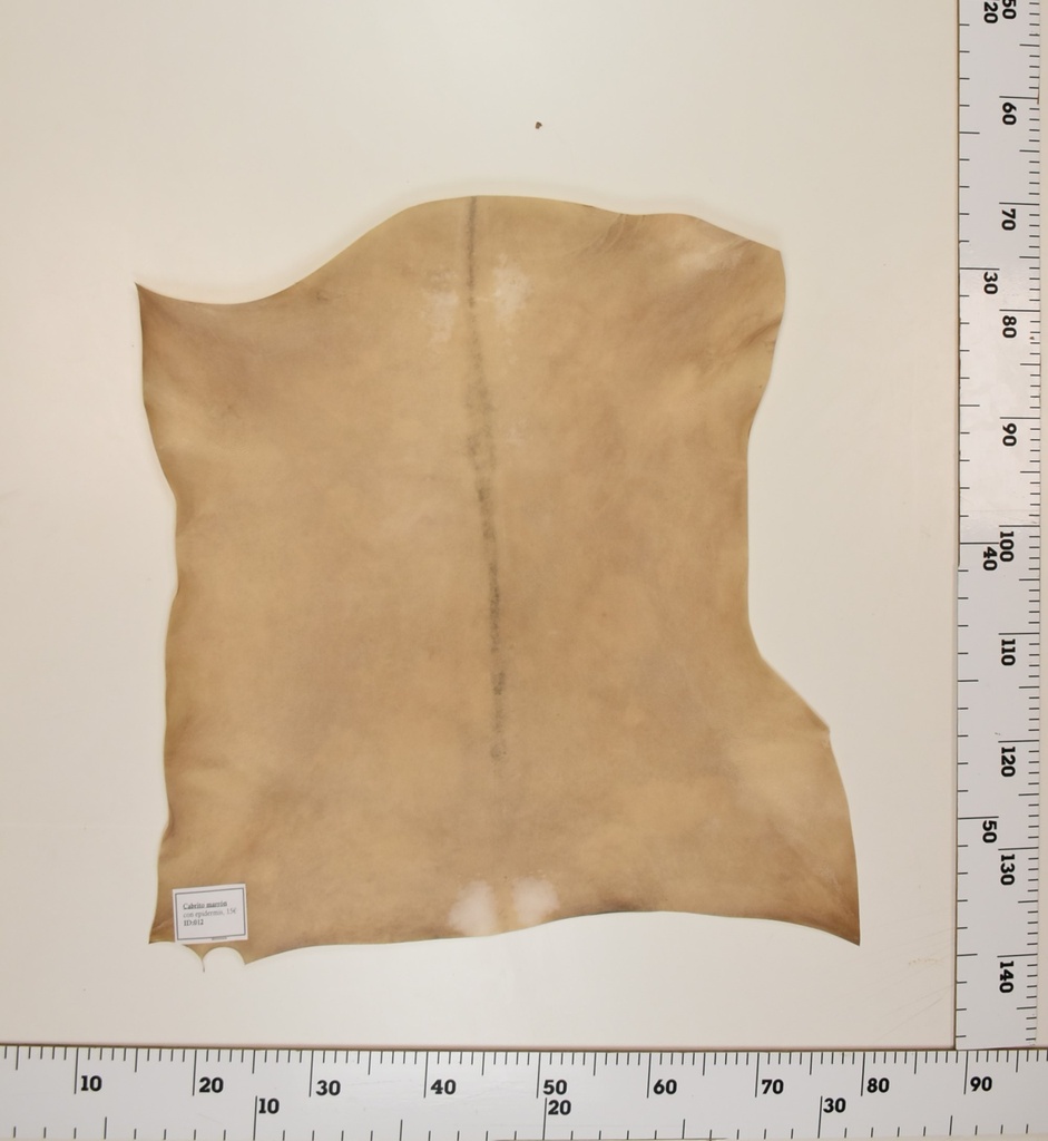 Cabrito Marrón ID012