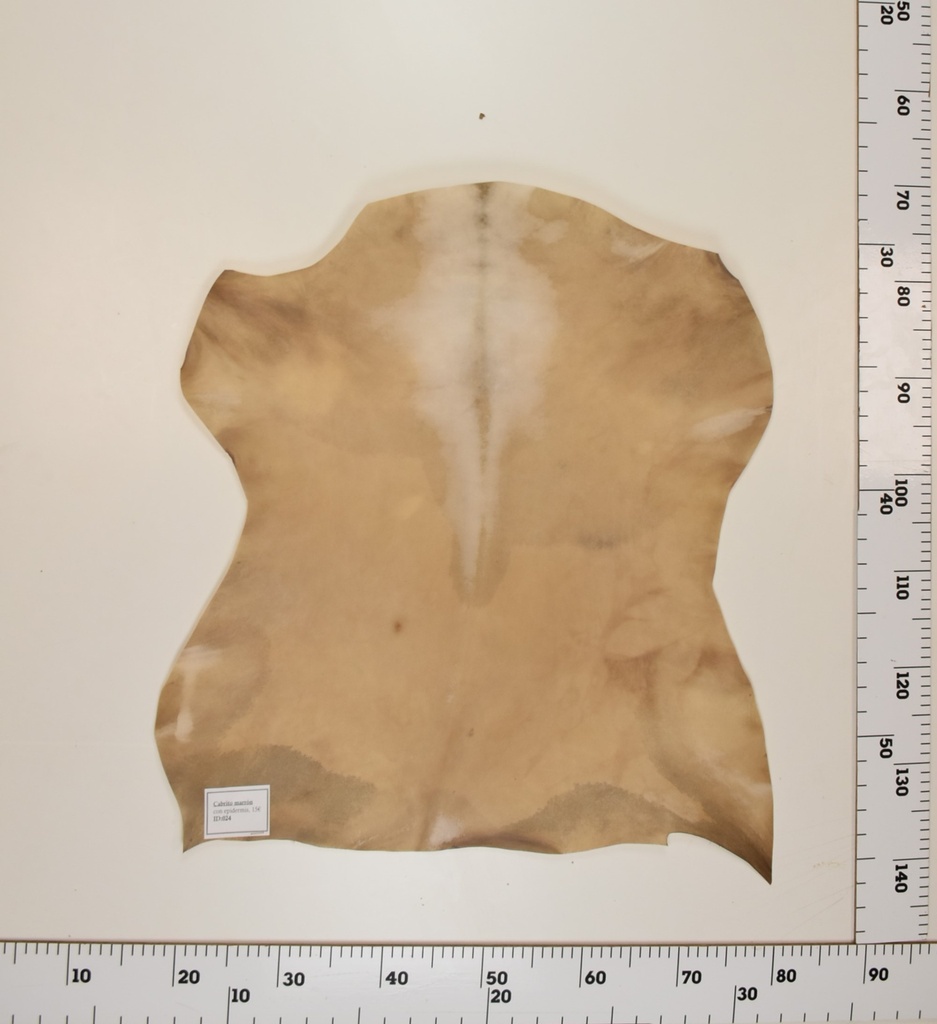 Cabrito Marrón ID024