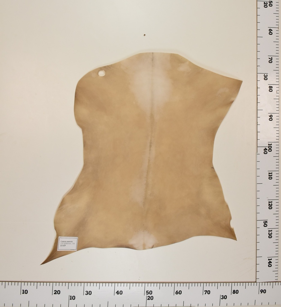 Cabrito Marrón ID029