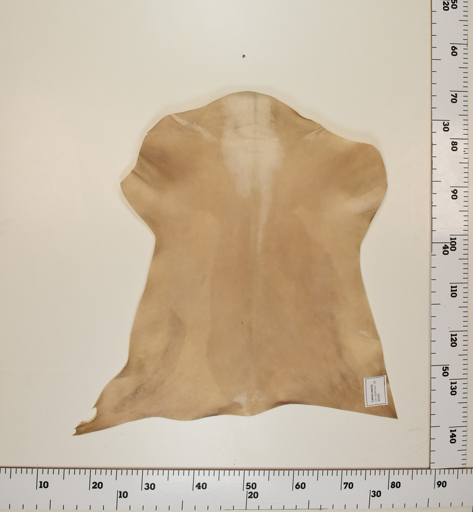 Cabrito Marrón ID031