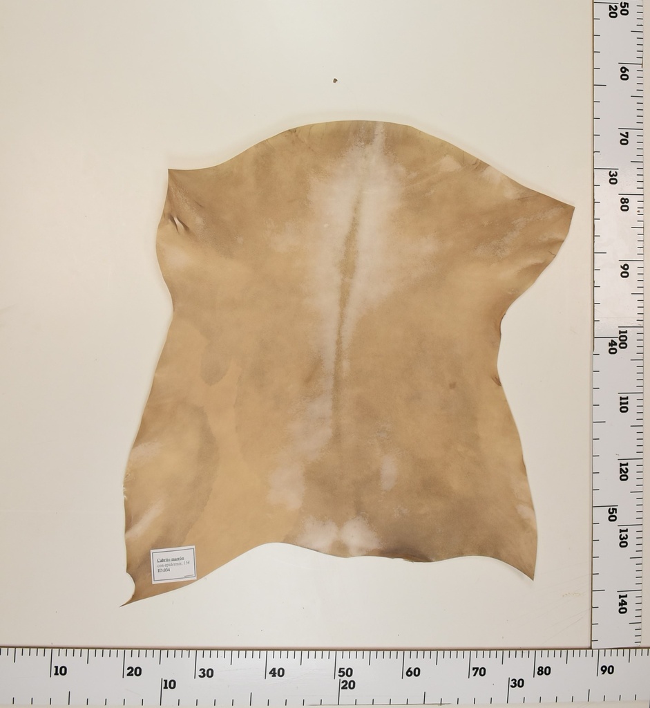 Cabrito Marrón ID034