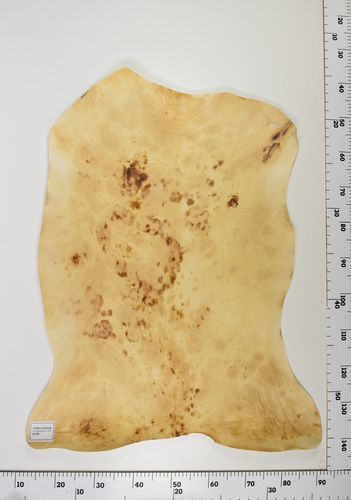 Cordero Envejecido ID009