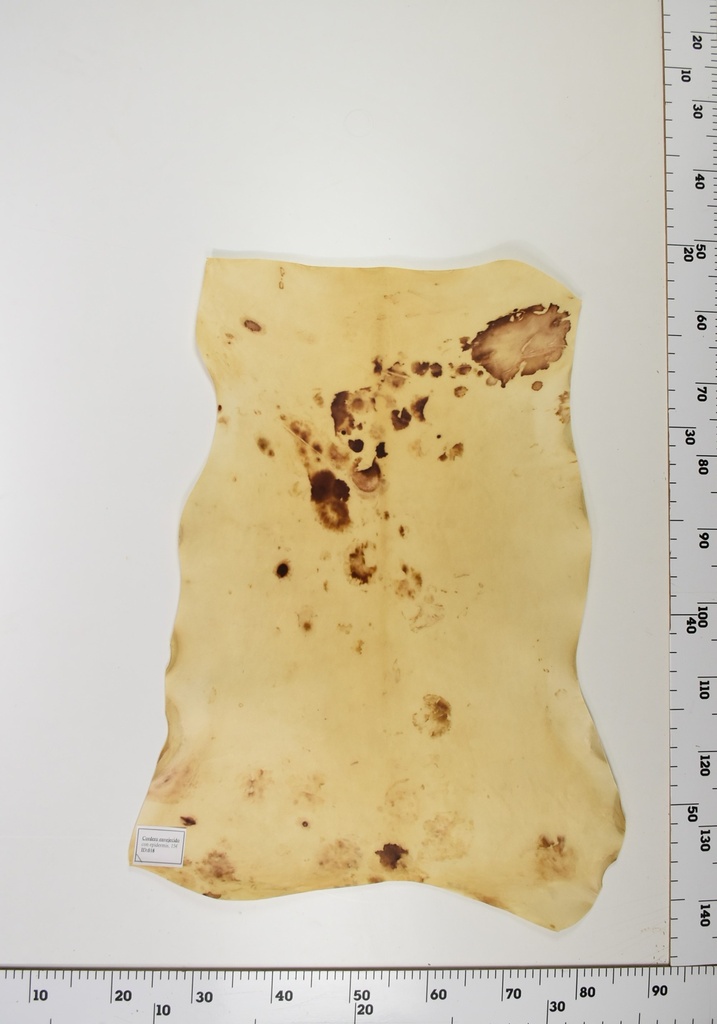 Cordero Envejecido ID019