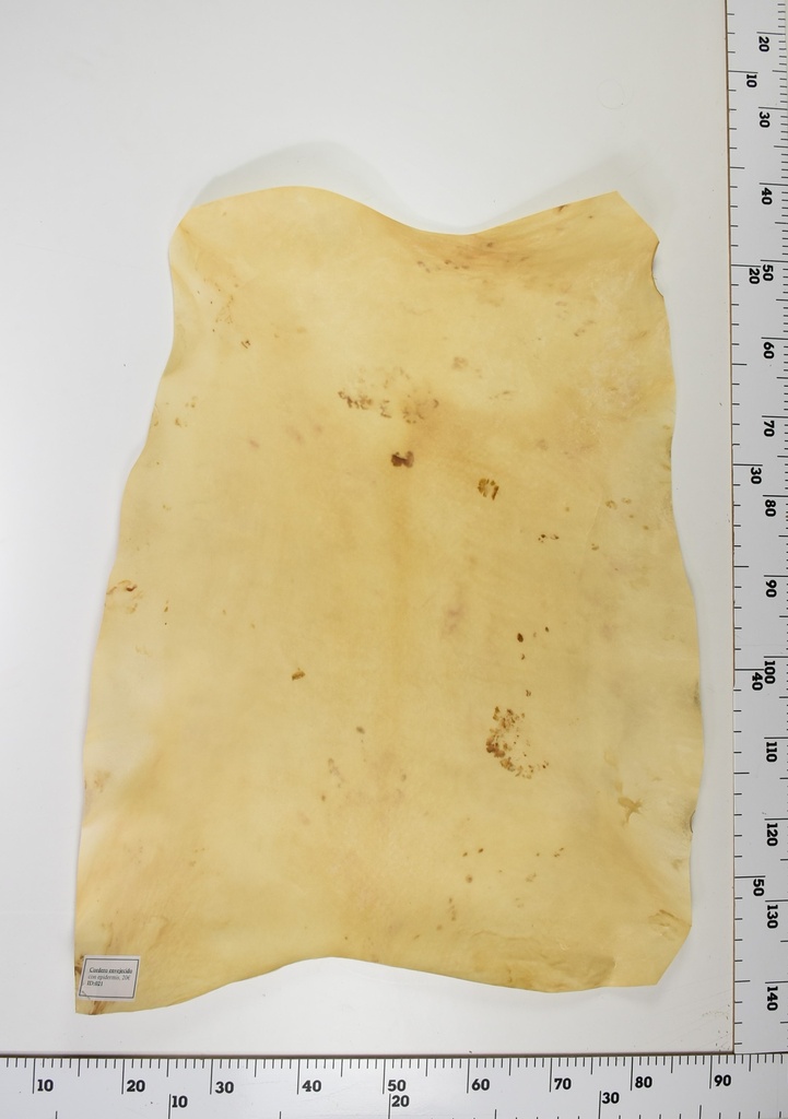 Cordero Envejecido ID022