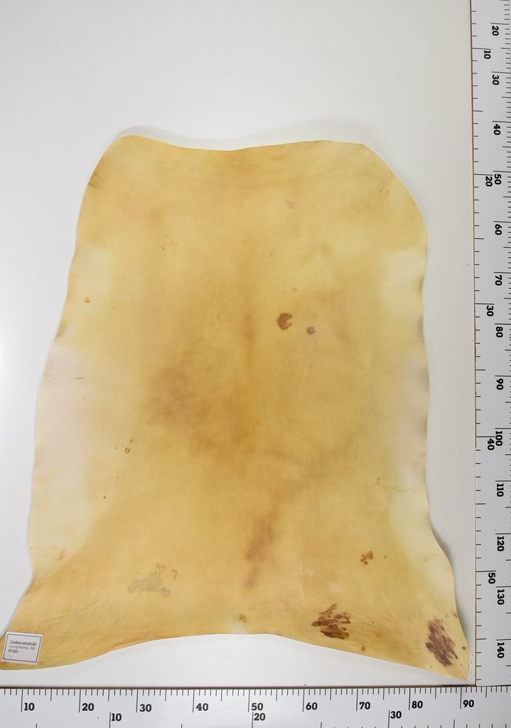 Cordero Envejecido ID023