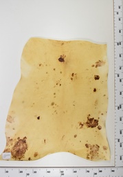 [22-0001-14-013] Cordero Envejecido ID013