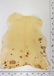 [22-0001-14-014] Cordero Envejecido ID014