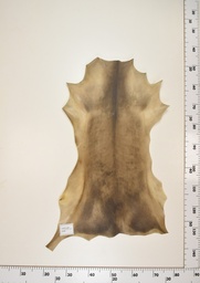 [22-0001-17-006] Cordero Negro ID006