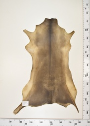 [22-0001-17-010] Cordero Negro ID010