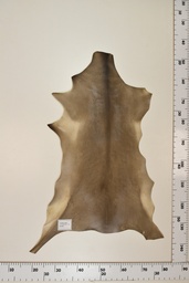 [22-0001-17-034] Cordero Negro ID034