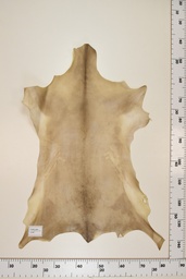 [22-0001-17-046] Cordero Negro ID046